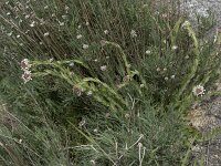 Lepidium heterophyllum 13, Rozetkruidkers, Saxifraga-Willem van Kruijsbergen