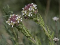 Lepidium heterophyllum 15, Rozetkruidkers, Saxifraga-Willem van Kruijsbergen