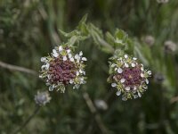 Lepidium heterophyllum 16, Rozetkruidkers, Saxifraga-Willem van Kruijsbergen