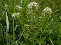 Lepidium heterophyllum 5, Rozetkruidkers, Saxifraga-Ed Stikvoort