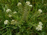 Lepidium heterophyllum 7, Rozetkruidkers, Saxifraga-Ed Stikvoort
