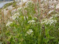 Lepidium heterophyllum 8, Rozetkruidkers, Saxifraga-Ed Stikvoort