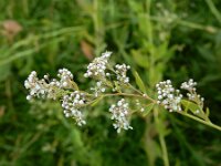 Lepidium latifolium 11, Peperkers, Saxifraga-Ed Stikvoort : Noorse ganzerik Bemmel