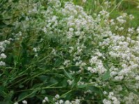 Lepidium latifolium 12, Peperkers, Saxifraga-Ed Stikvoort