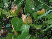 Lepidium latifolium 2, Peperkers, Saxifraga-Rutger Barendse