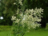 Lepidium latifolium 6, Peperkers, Saxifraga-Ed Stikvoort