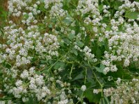 Lepidium latifolium 8, Peperkers, Saxifraga-Ed Stikvoort