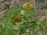 Lepidium perfoliatum 10, Doorgroeide kruidkers, Saxifraga-Ed Stikvoort : Sisian en omatreken s9900