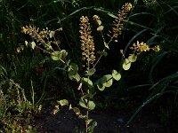 Lepidium perfoliatum 3, Doorgroeide kruidkers, Saxifraga-Ed Stikvoort : Sisian - Vayk - Hermon s9900