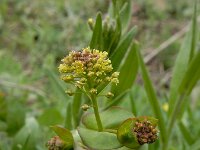 Lepidium perfoliatum 6, Doorgroeide kruidkers, Saxifraga-Ed Stikvoort : Sisian en omatreken s9900