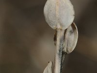 Lepidium sativum 2, Tuinkers, Saxifraga-Rutger Barendse
