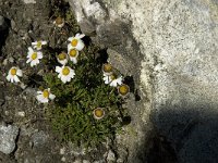 Leucanthemopsis alpina 1, Saxifraga-Jan van der Straaten