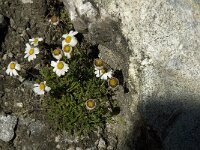 Leucanthemopsis alpina