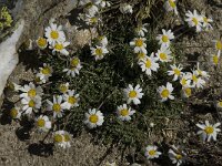Leucanthemopsis alpina 12, Saxifraga-Willem van Kruijsbergen