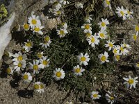 Leucanthemopsis alpina 12, Saxifraga-Willem van Kruijsbergen