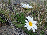 Leucanthemopsis alpina 14, Saxifraga-Jeroen Willemsen