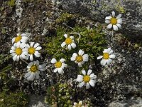 Leucanthemopsis alpina 15, Saxifraga-Willem van Kruijsbergen