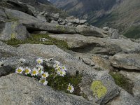 Leucanthemopsis alpina 16, Saxifraga-Willem van Kruijsbergen
