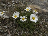 Leucanthemopsis alpina 17, Saxifraga-Willem van Kruijsbergen