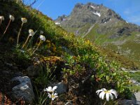 Leucanthemopsis alpina 18, Saxifraga-Ed Stikvoort