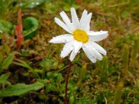 Leucanthemopsis alpina 19, Saxifraga-Ed Stikvoort