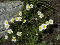 Leucanthemopsis alpina 2, Saxifraga-Willem van Kruijsbergen