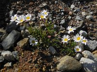 Leucanthemopsis alpina 20, Saxifraga-Ed Stikvoort