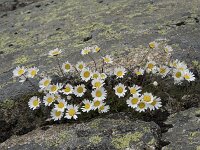 Leucanthemopsis alpina 26, Saxifraga-Willem van Kruijsbergen