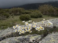 Leucanthemopsis alpina 27, Saxifraga-Willem van Kruijsbergen