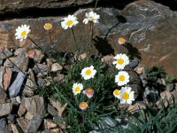 Leucanthemopsis alpina 3, Saxifraga-Jan van der Straaten