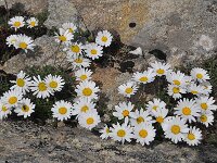 Leucanthemopsis alpina 31, Saxifraga-Harry Jans