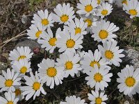 Leucanthemopsis alpina 32, Saxifraga-Harry Jans