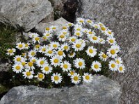 Leucanthemopsis alpina 34, Saxifraga-Harry Jans