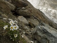 Leucanthemopsis alpina 5, Saxifraga-Willem van Kruijsbergen