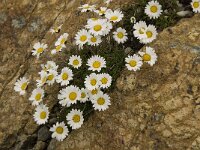 Leucanthemopsis alpina 6, Saxifraga-Willem van Kruijsbergen