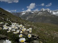 Leucanthemopsis alpina 8, Saxifraga-Willem van Kruijsbergen