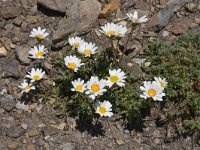 Leucanthemopsis alpina ssp minima 21, Saxifraga-Harry Jans