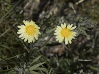 Leucanthemopsis pectinata