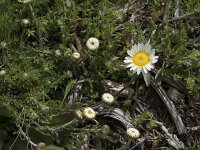 Leucanthemopsis pulverulenta