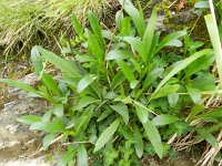 Leucanthemum adustum 8, Saxifraga-Rutger Barendse