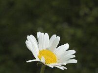 Leucanthemum adustum ssp adustum 1, Saxifraga-Jan van der Straaten