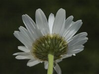 Leucanthemum adustum ssp adustum 2, Saxifraga-Jan van der Straaten