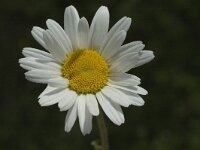 Leucanthemum adustum ssp adustum 3, Saxifraga-Jan van der Straaten