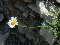 Leucanthemum adustum ssp adustum 4, Saxifraga-Jan van der Straaten