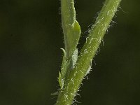 Leucanthemum adustum ssp adustum 5, Saxifraga-Jan van der Straaten