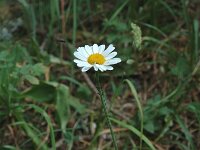 Leucanthemum adustum ssp adustum 6, Saxifraga-Marijke Verhagen