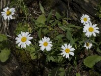 Leucanthemum adustum ssp adustum 7, Saxifraga-Willem van Kruijsbergen