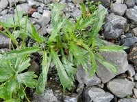 Leucanthemum atrata ssp halleri 4, Saxifraga-Rutger Barendse