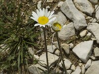 Leucanthemum atratum 1, Saxifraga-Jan van der Straaten