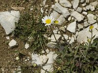 Leucanthemum atratum 2, Saxifraga-Jan van der Straaten